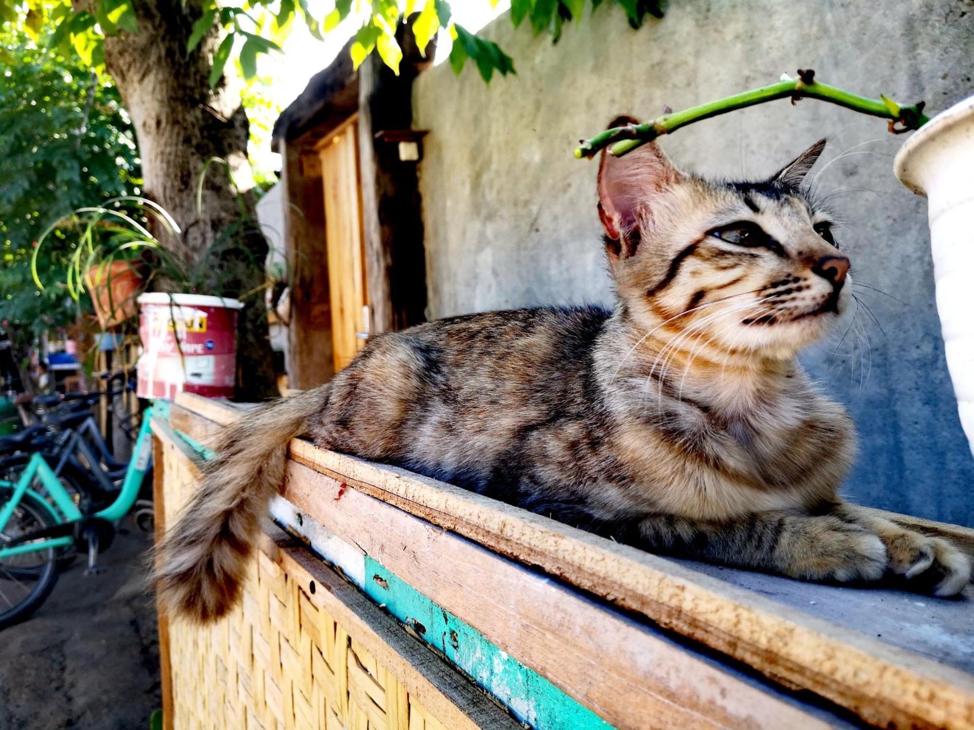 Villa La Vida Gili Trawangan Extérieur photo